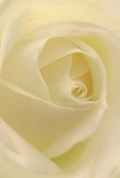 Step into the heart of Stockwell with this exquisitely intimate portrait, inviting you deep into the gentle embrace of a cream-white rose. Its petals spiral gracefully inward, soft as a cloud and luminous as dawn, as though you're enveloped by the bloom itself. Diffused shadows play between each fold-echoes of quiet mornings in Stockwell when the first light filters through tree-lined streets, casting a serene glow across the neighbourhood. The texture is whisper-light, like the touch of silk, while the serene ivory palette unfolds with subtle drama and luminous depth. The overall effect brings peace and comfort-perfect for conveying sympathy, admiration, or marking the hopeful start of a new journey. Every petal's placement is a reflection of local florist artistry, drawing inspiration from the gentle rhythms of Larkhall Park and the intimate, supportive community nearby. A faint, delicate aroma lingers, promising freshness and care. This uniquely crafted rose composition embodies the thoughtful emotions behind a gift-crafted in Stockwell, from the heart, for life's most cherished moments.